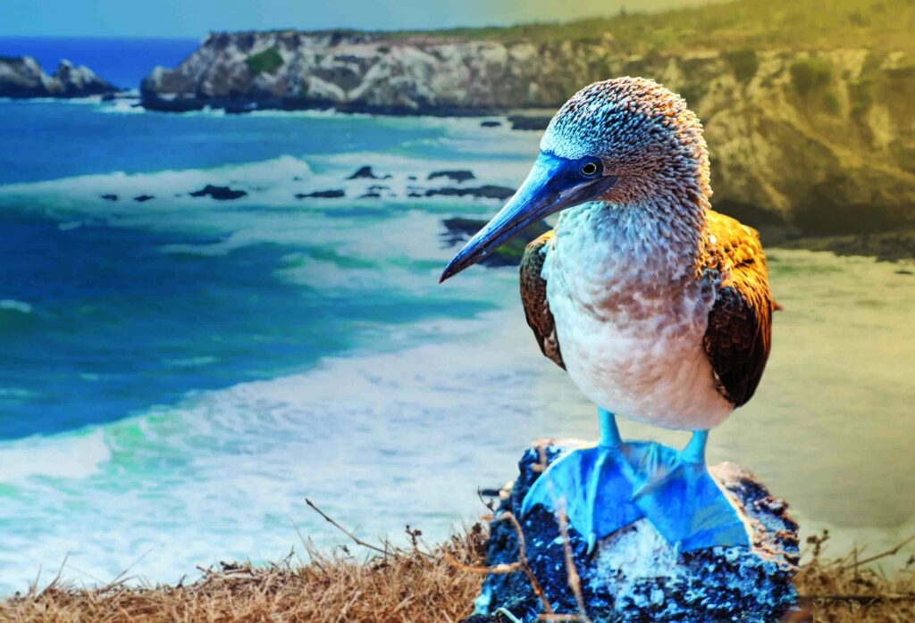Blue-footed booby on a rock with island as backdrop