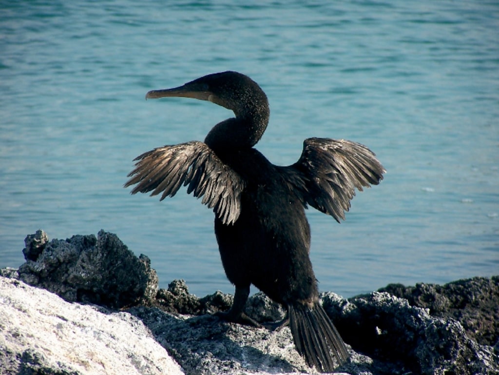 Galapagos animals flightless cormorant