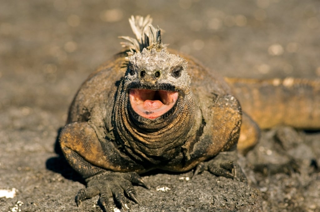 Land iguana on a rocky shore