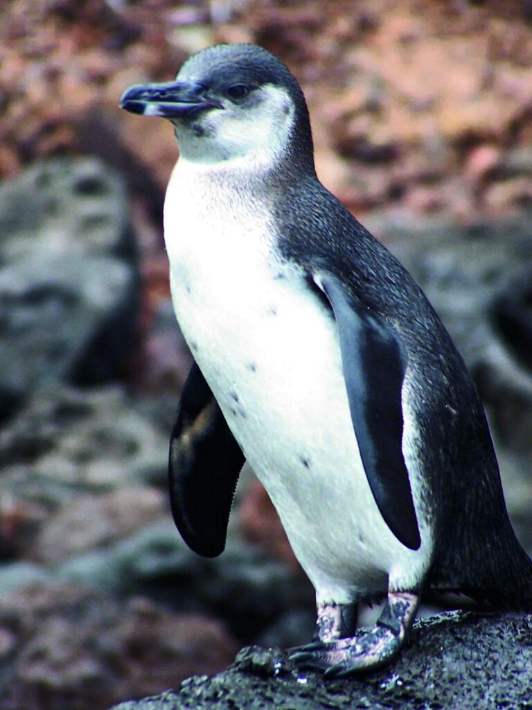 Galapagos penguin walking on rocks