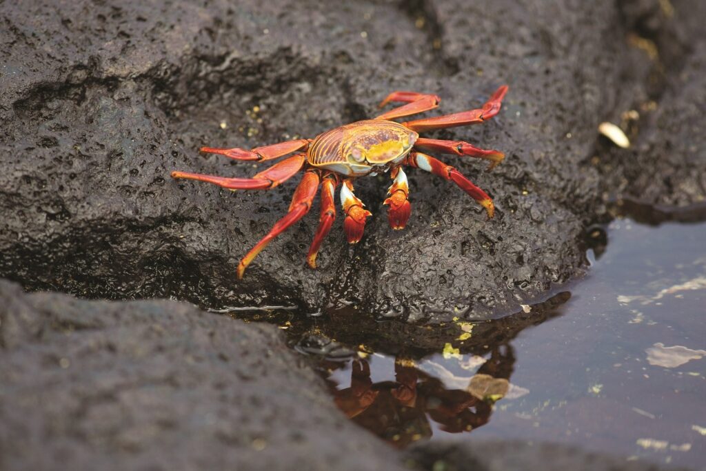Sally lightfoot crab on a rock by the water