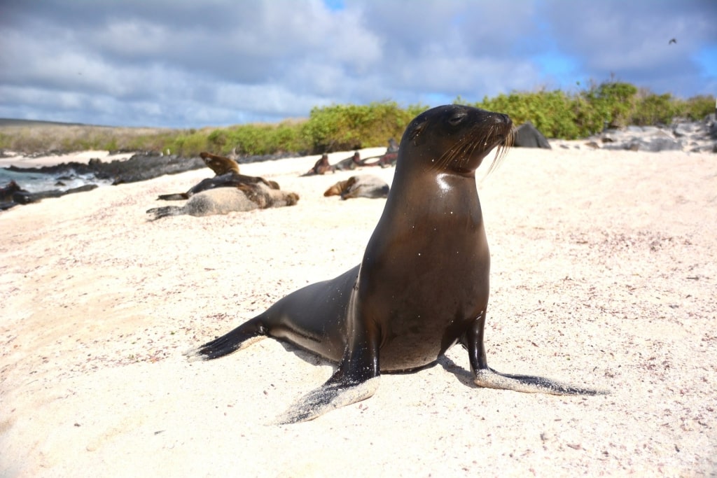 Sea lions on a beach