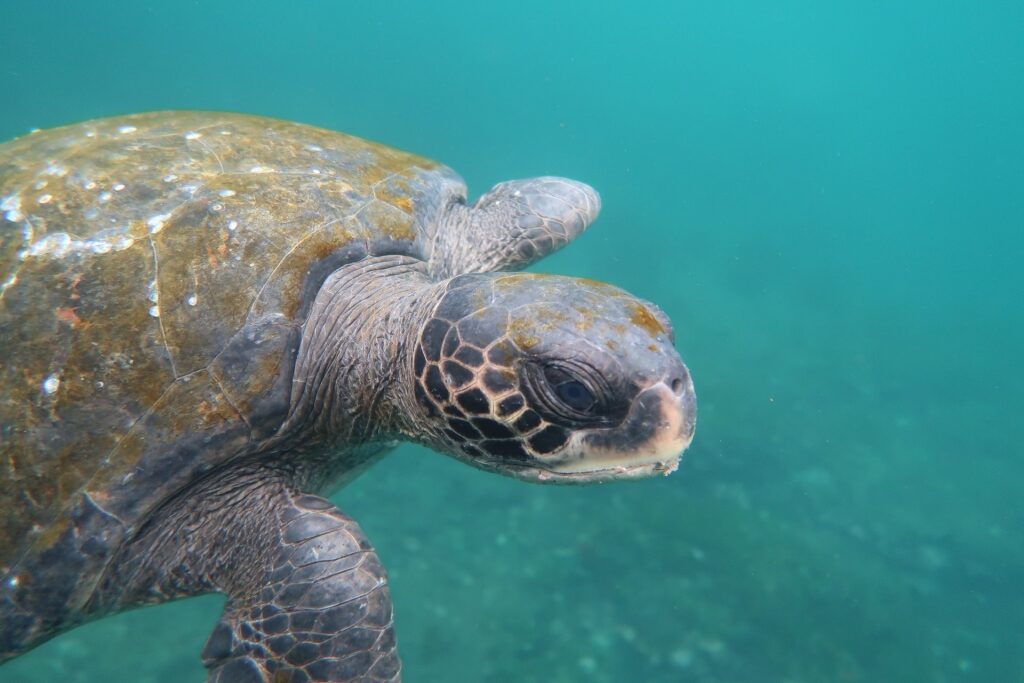 Green sea turtle swimming in Galapagos