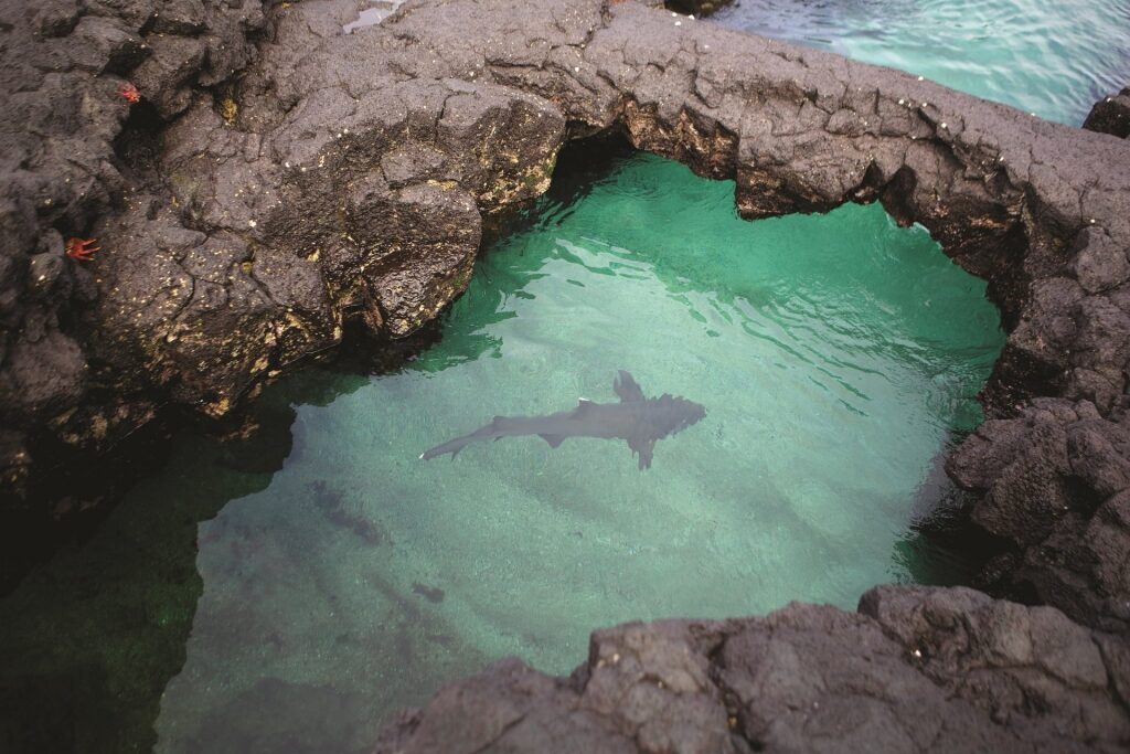 Galapagos animals shark