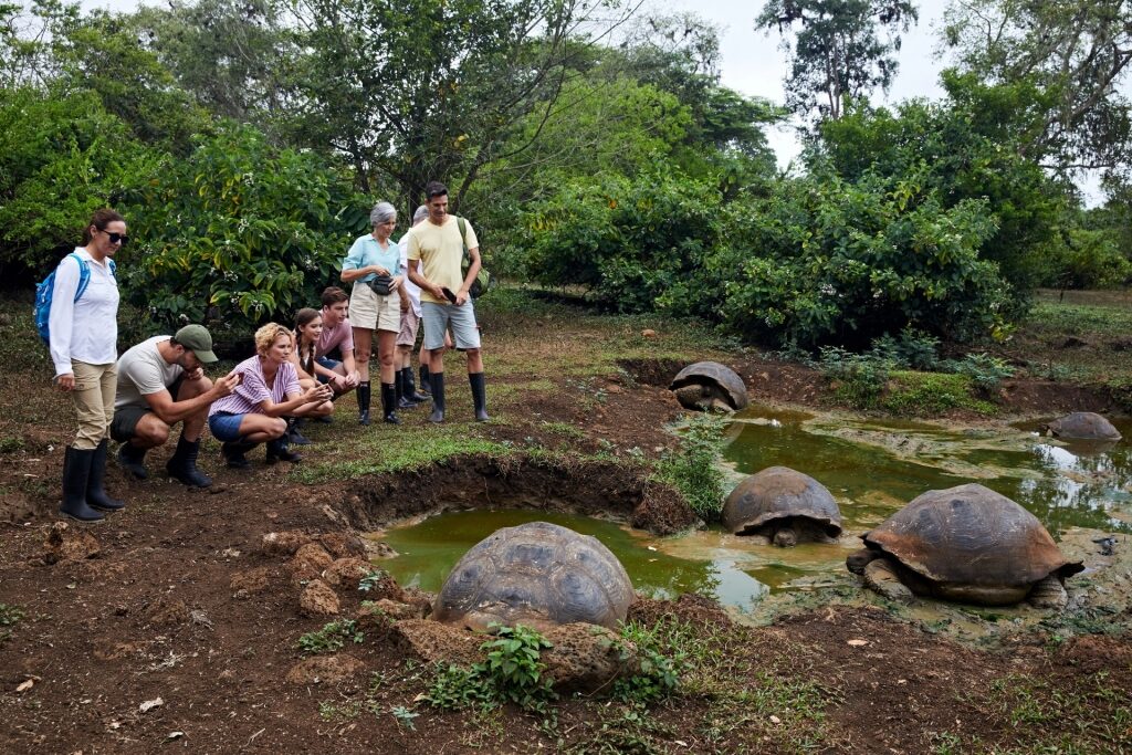 People looking at Galapagos tortoise