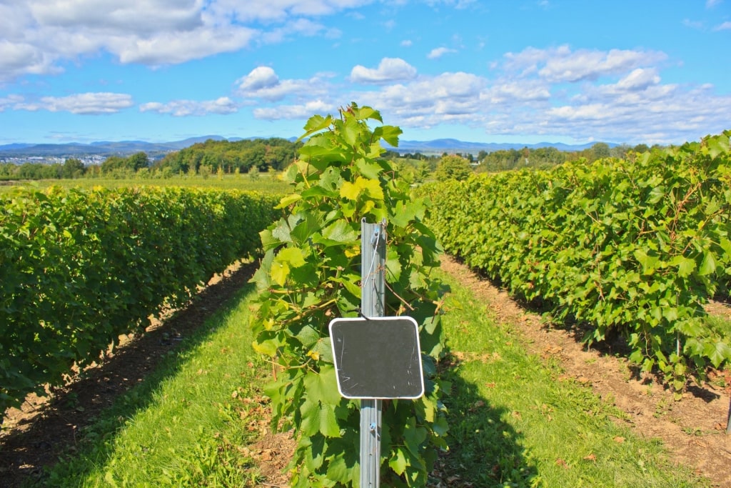 Lush vineyard in Île d’Orléans