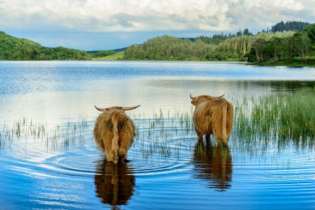 Calves in Loch Lomond