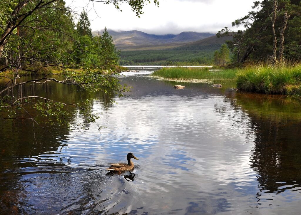 Duck swimming in Loch Morlich