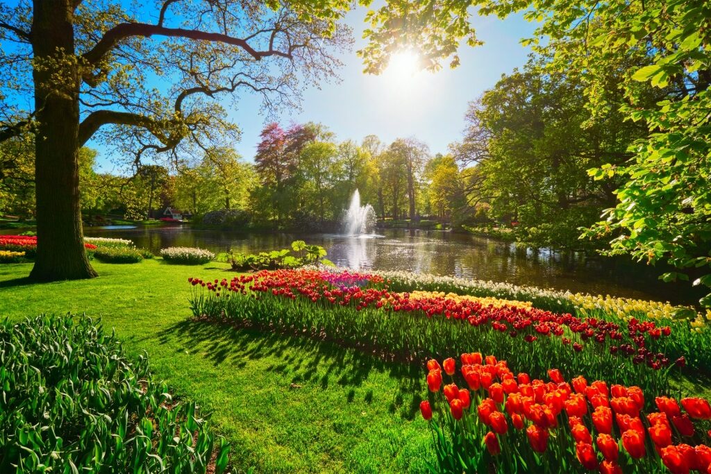 Lush landscape of Keukenhof Gardens with red flowers lined up