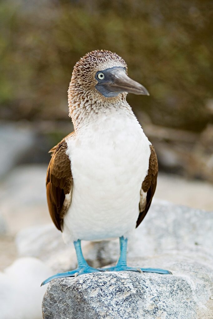 Popular Galapagos animal blue-footed booby