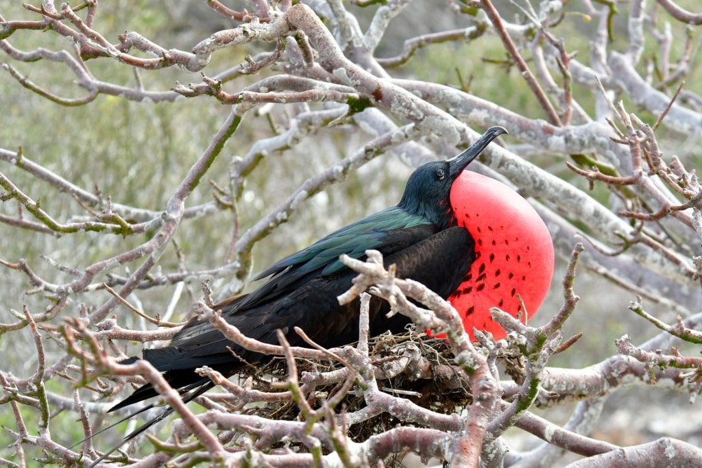 Frigate bird on a tree branch