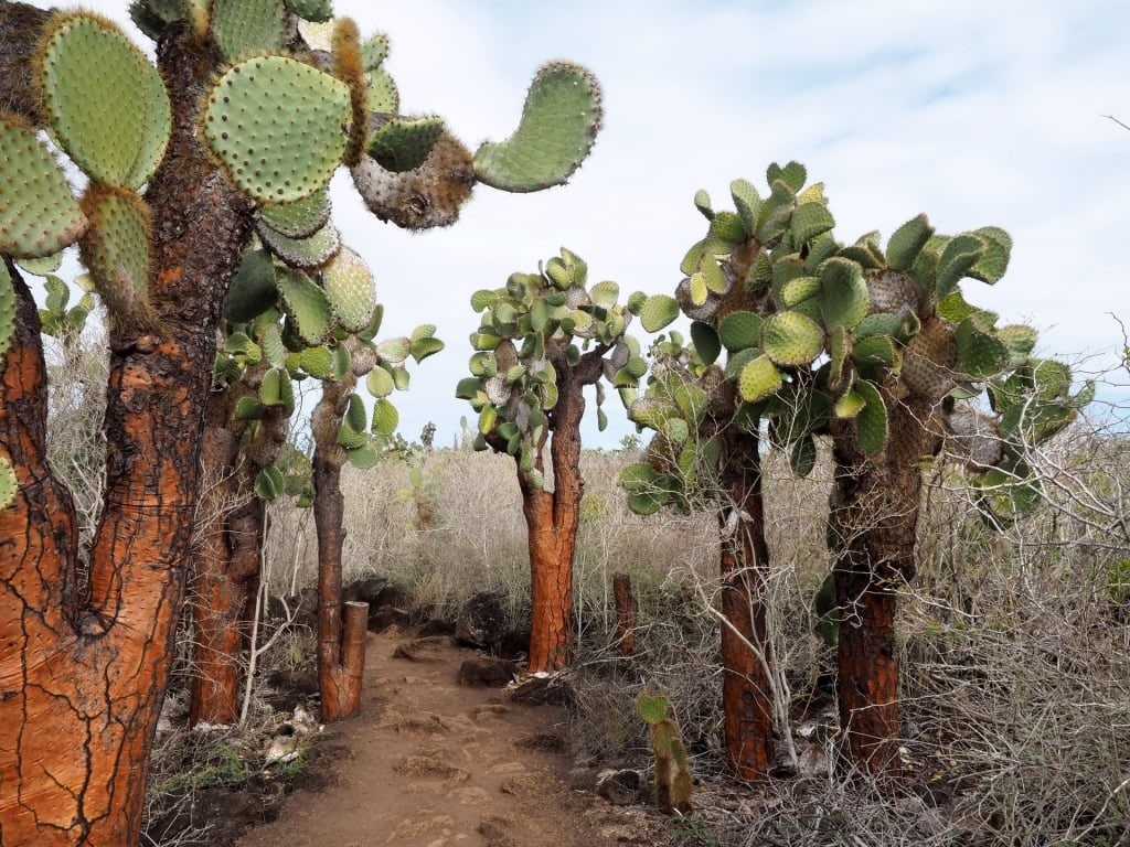 Pear cactus in North Seymour