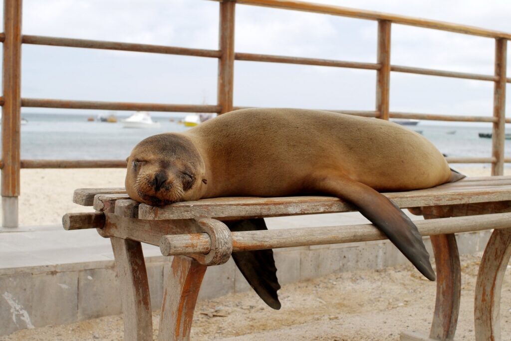Sea lion on a bench in Puerto Ayora