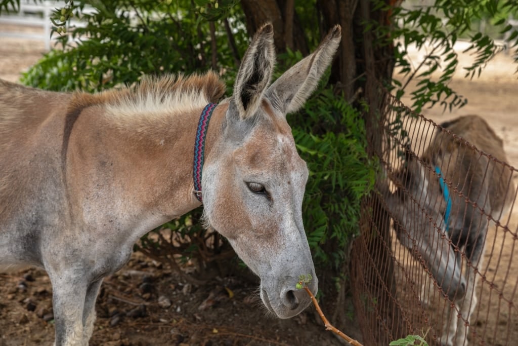 Donkeys at the Donkey Sanctuary