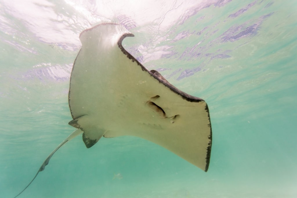 Snorkeling in Stingray City