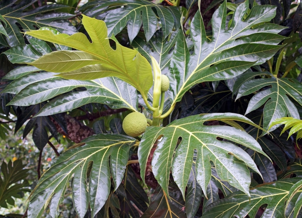 Breadfruit tree in Antigua