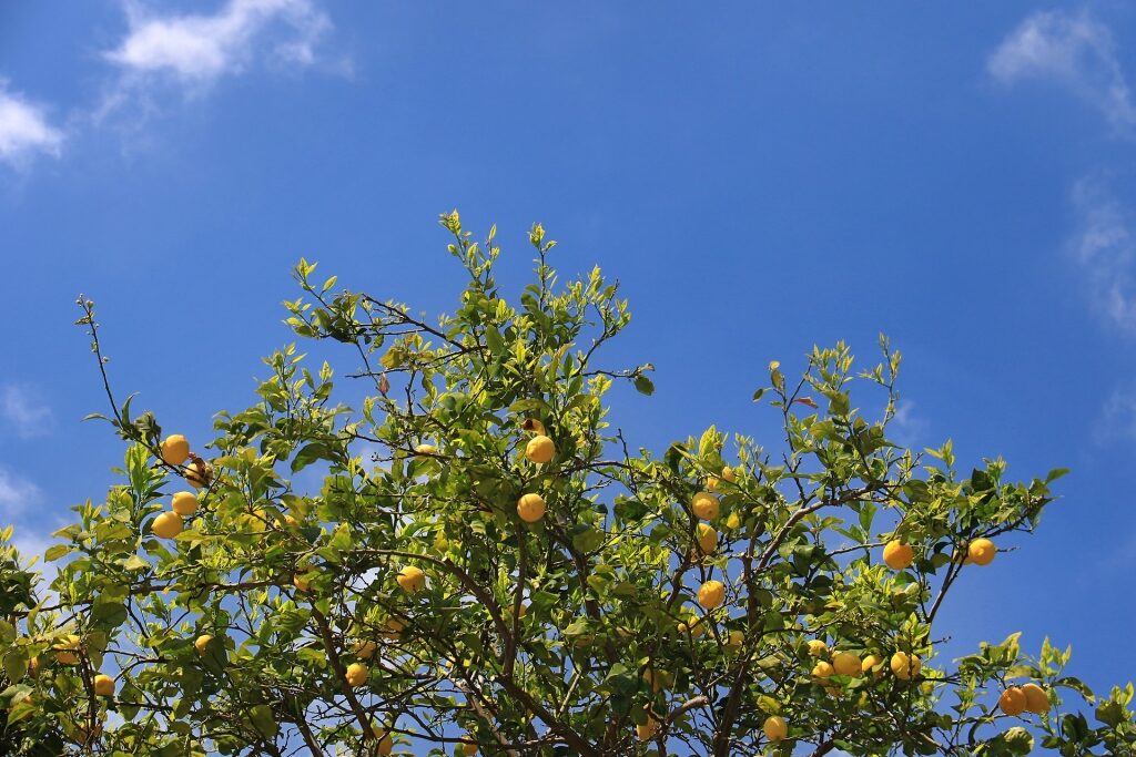 Lemon tree in Cinque Terre