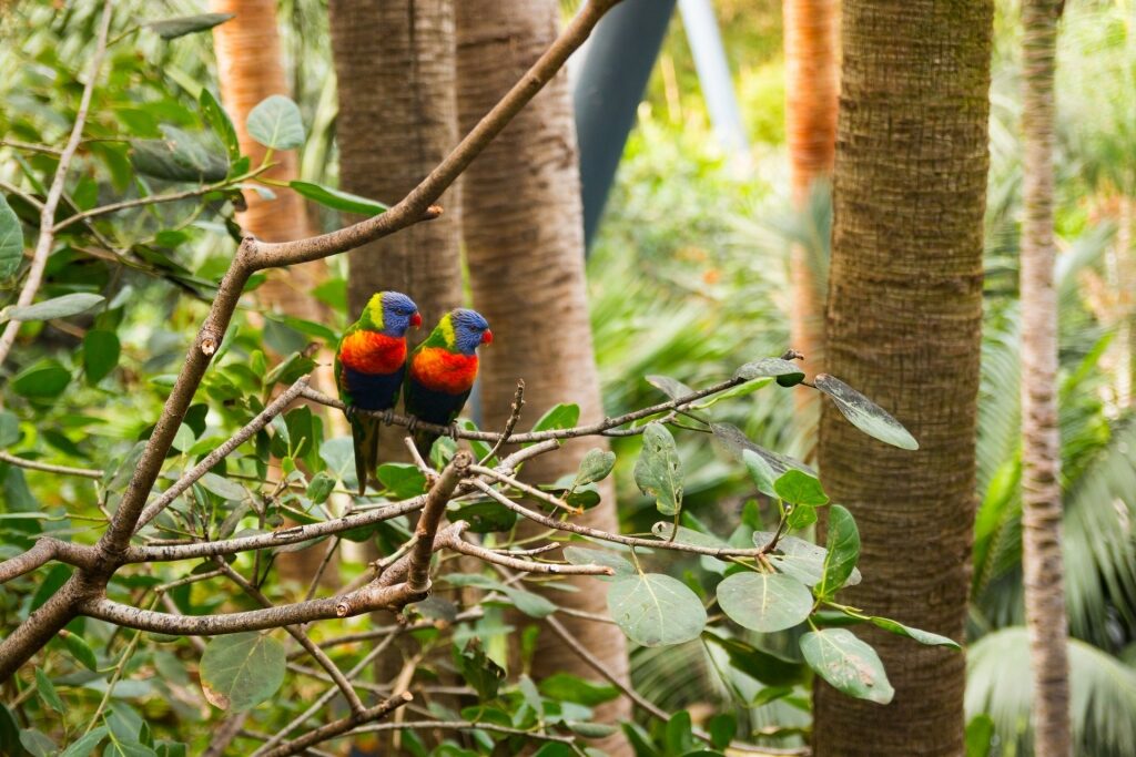 Colorful birds in Loro Park