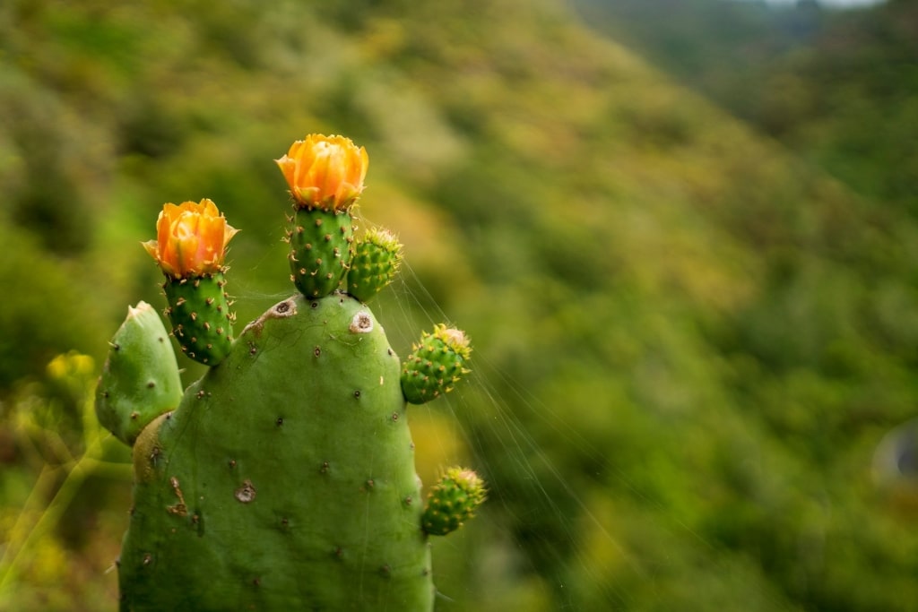 Cactus spotted while hiking in Tilos de Moya