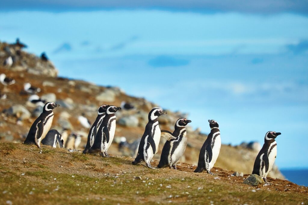 Group of penguins walking in Magdalena Island