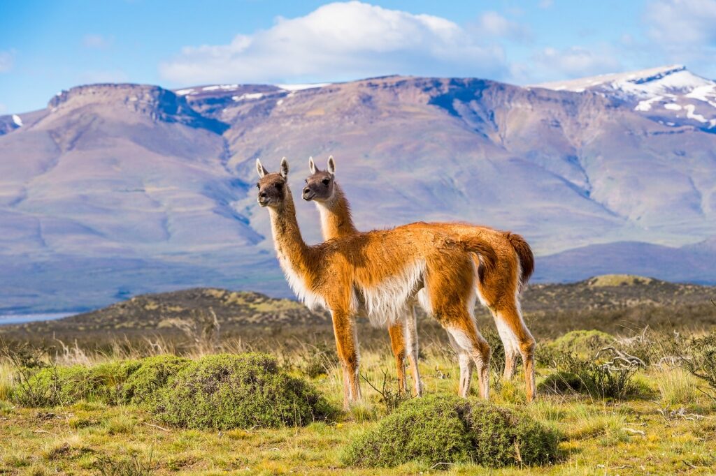 Llama-like Camelidae guanacos