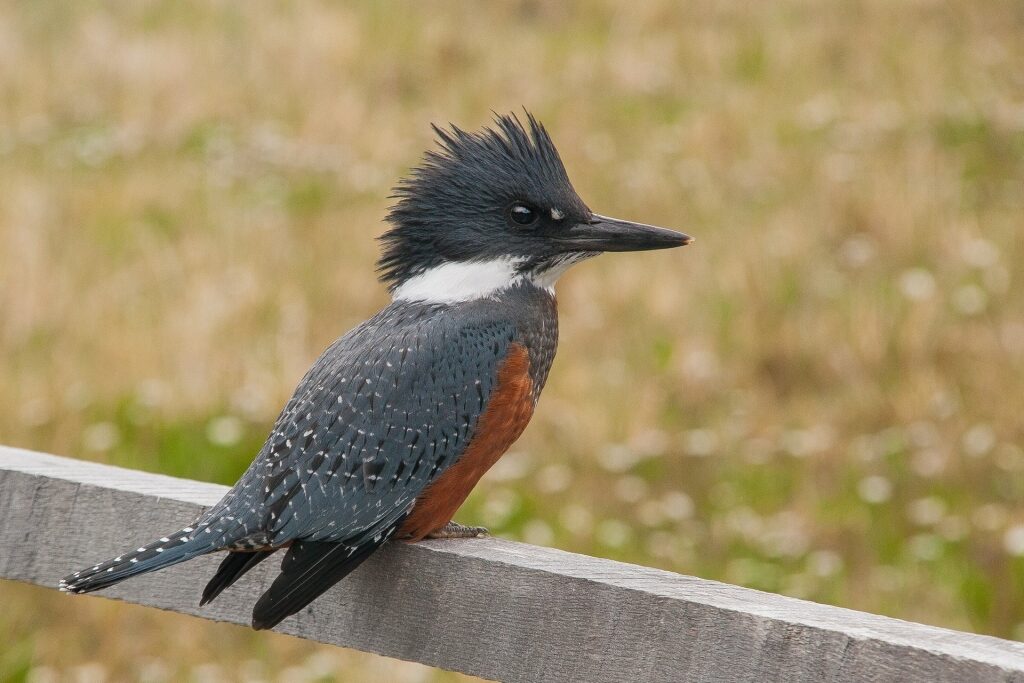 Close-up of a Kingfisher bird spotted in Tierra del Fuego 