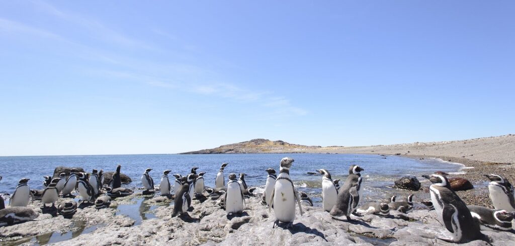 Penguins spotted at Magallanes National Reserve