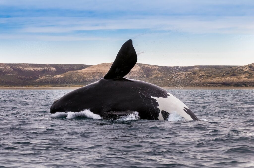 Orca spotted in Argentina