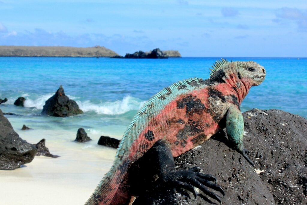 Marine iguana on a rock in the Galapagos