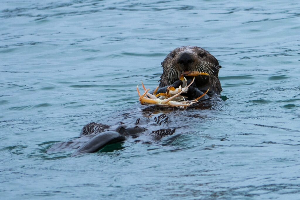 Sea otter spotted in Sitka Sound