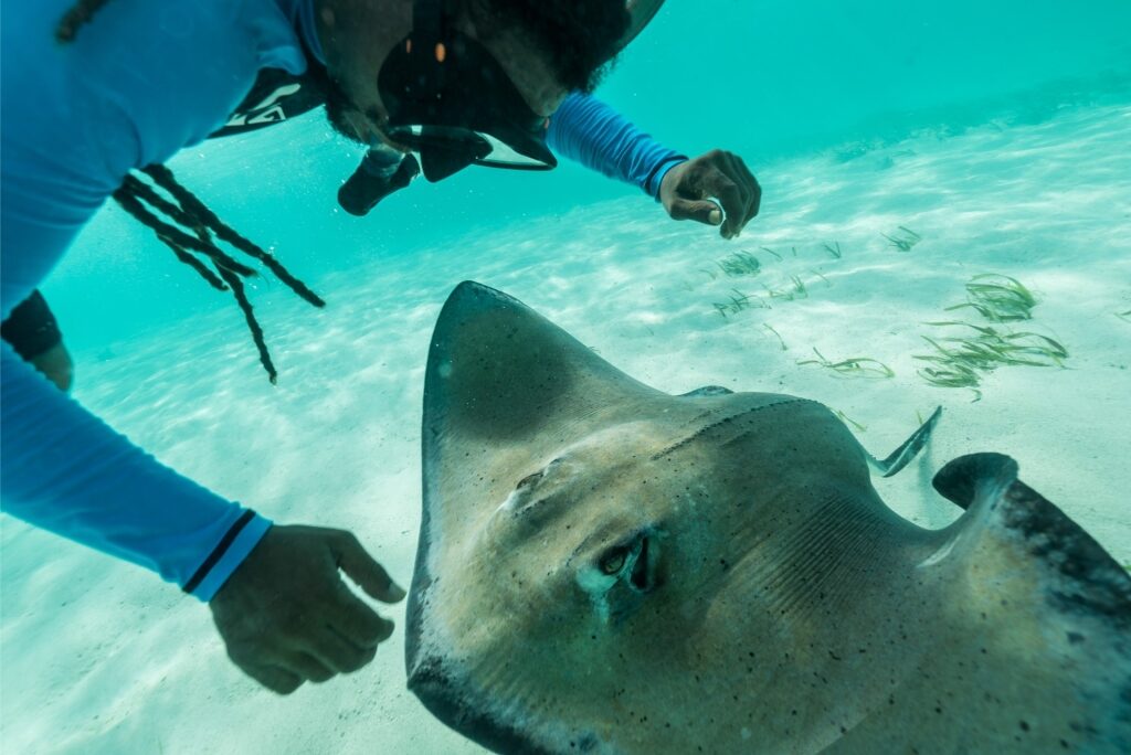 Stingray spotted while snorkeling in Belize