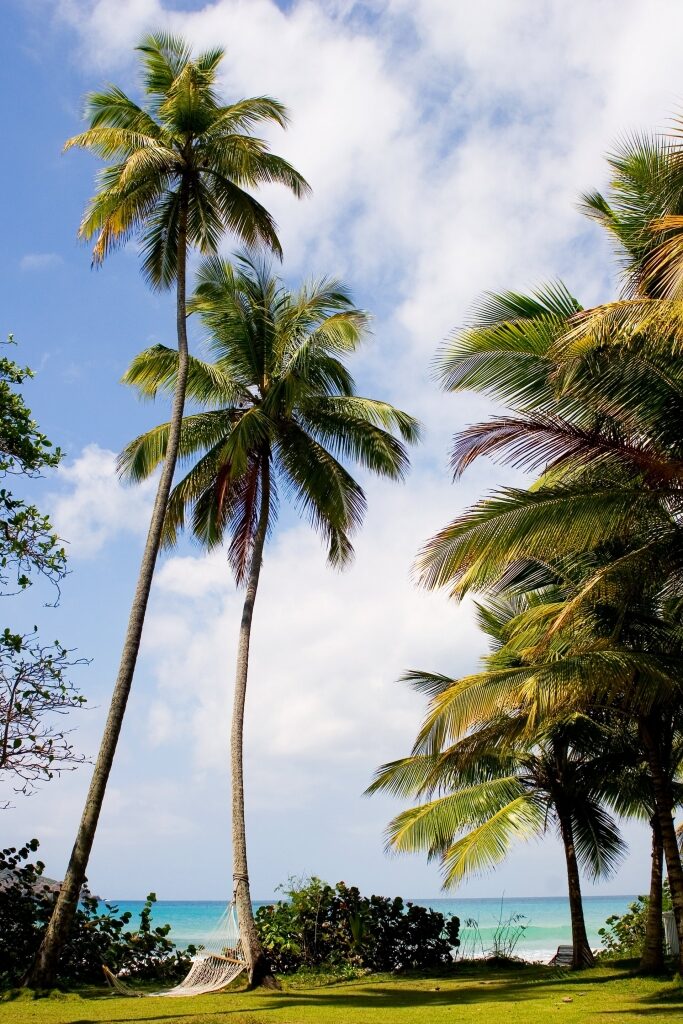 Huge palm trees in Dorothea Beach