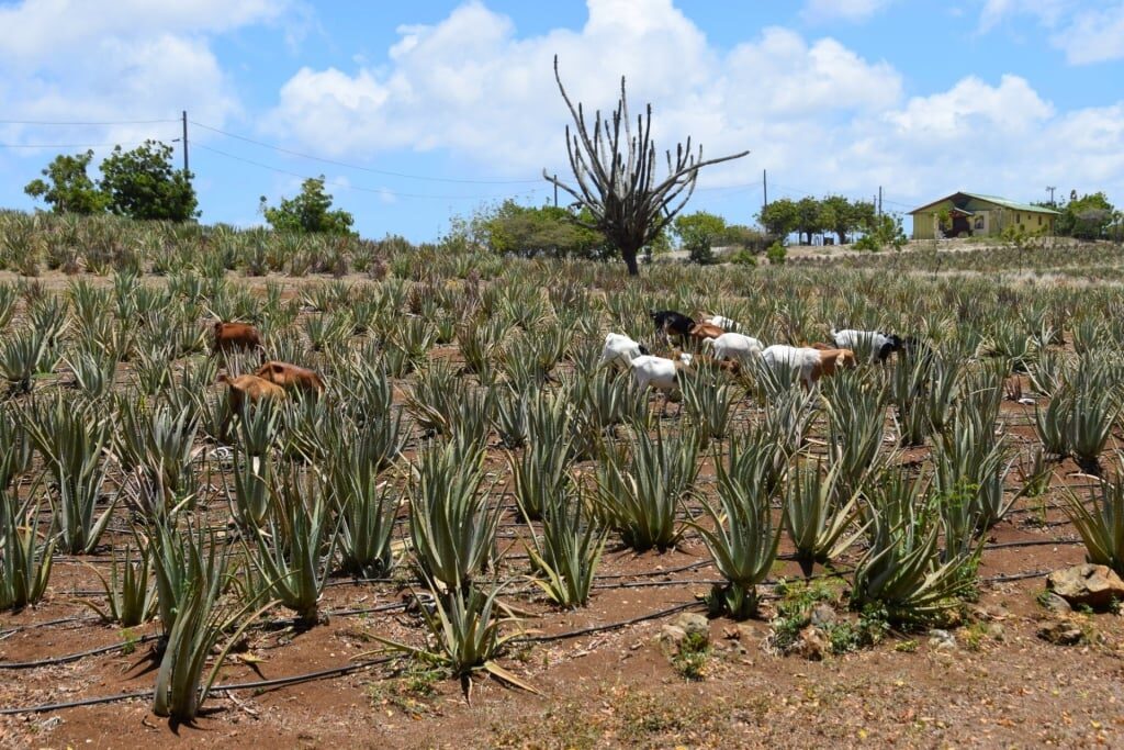 Aloe Vera Farm in Curacao