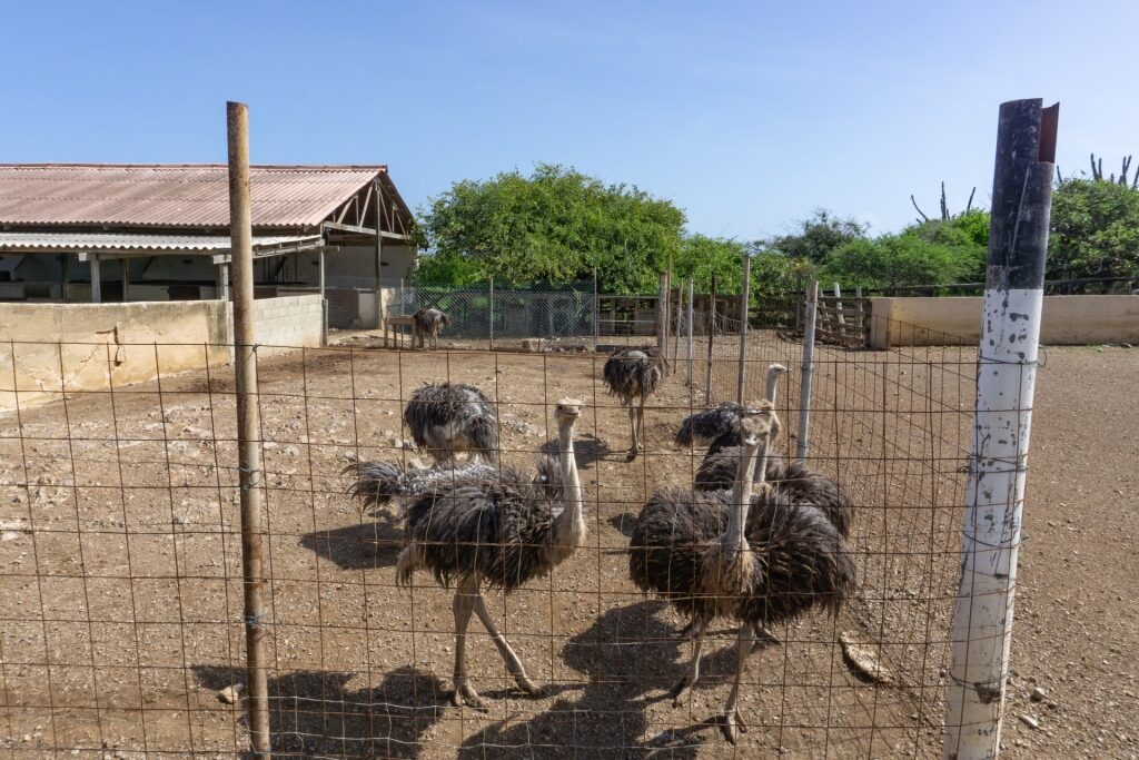 View of Ostrich Farm in Curacao