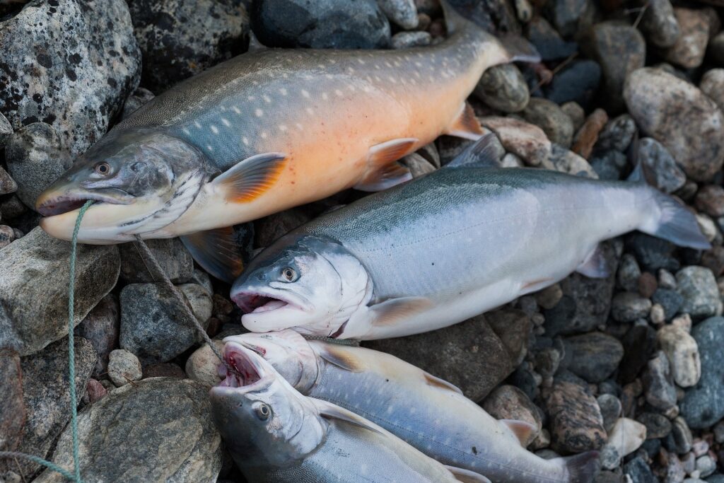 Freshly caught Arctic char in Greenland