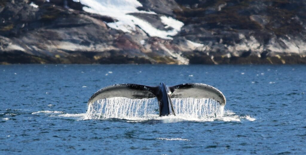 Humpback whale spotted in Greenland
