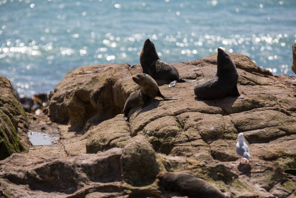 Wildlife in Otago Peninsula