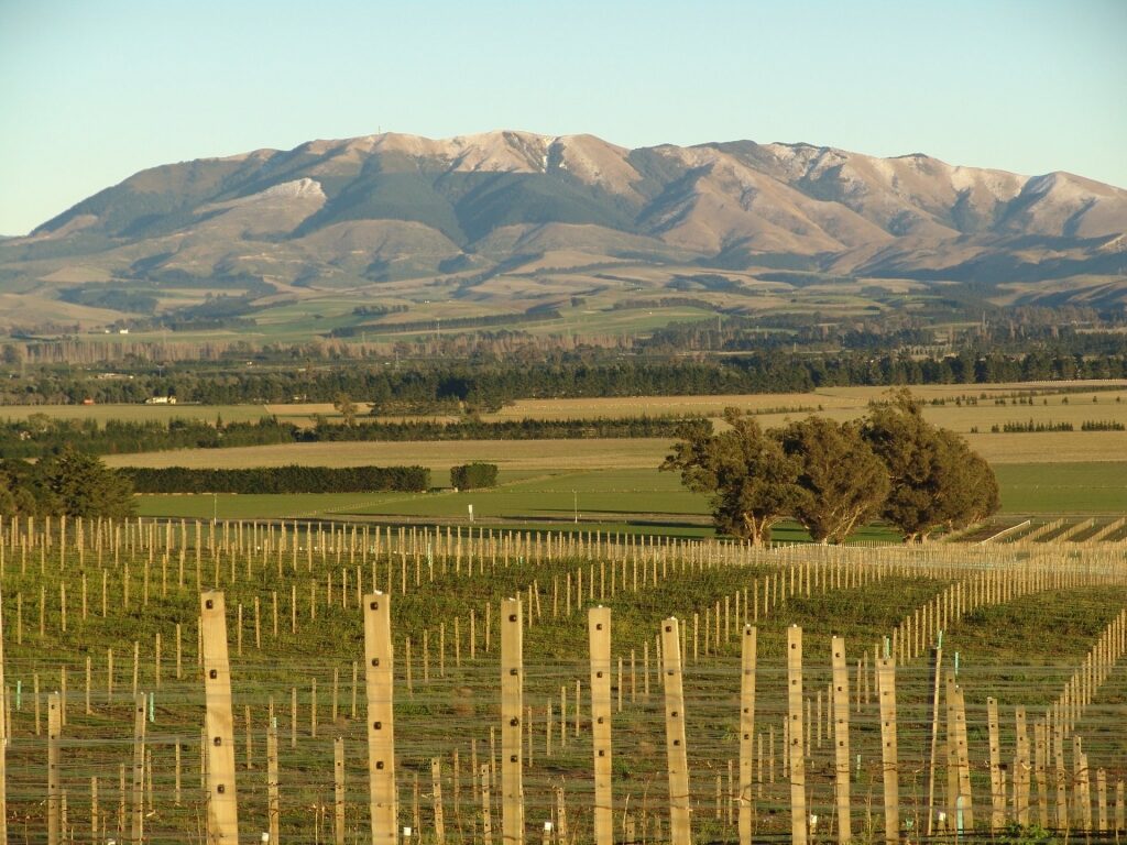 Vineyard in Waipara Wine Region with view of the mountain