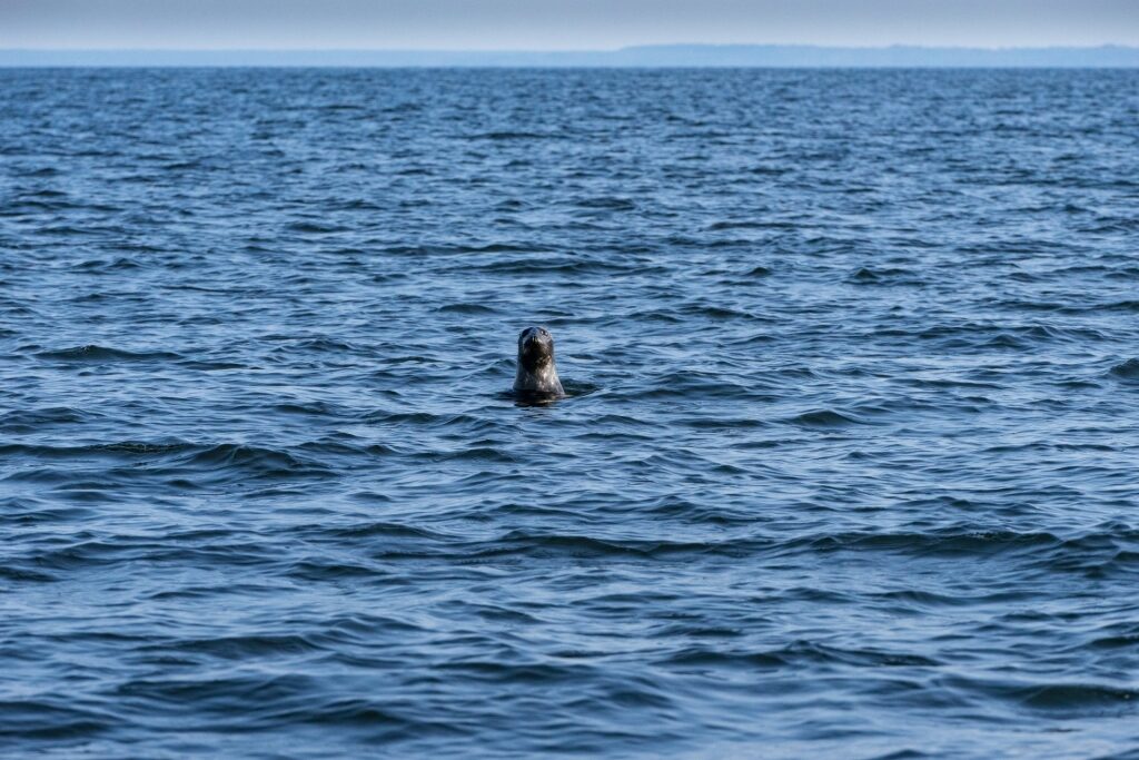 Seal spotted in the Malusi Islands