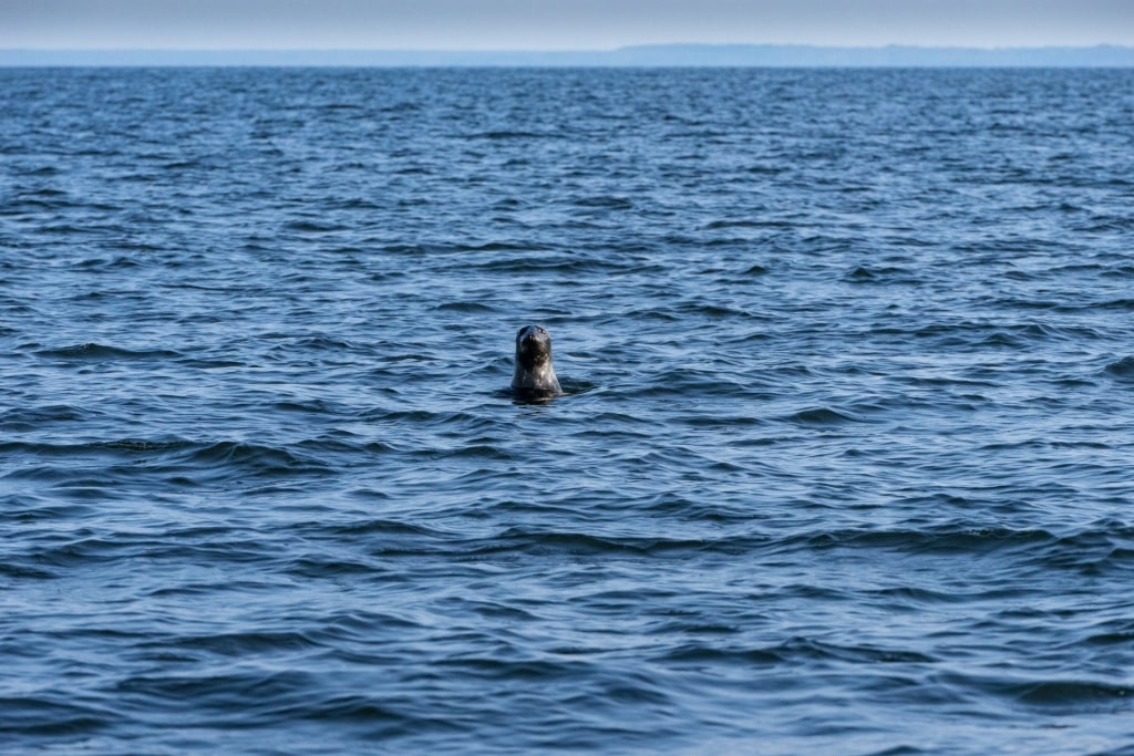 Seal spotted in the Malusi Islands