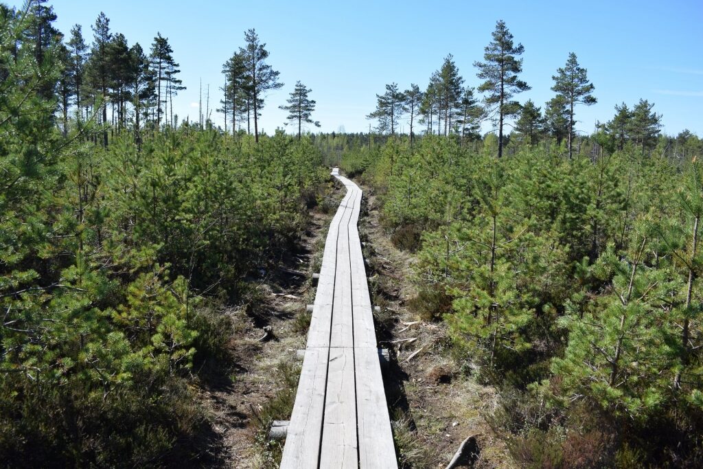 Woodland trail In Nõmme