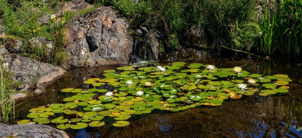 Water lily at the Abkhazi Garden