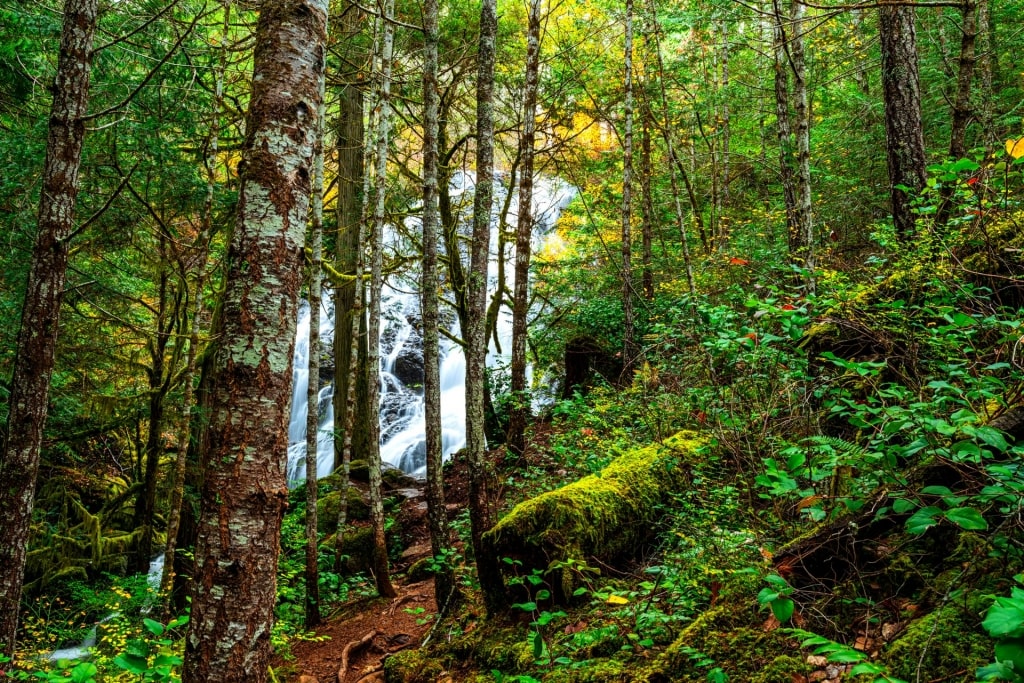 Lush rainforest of Sooke