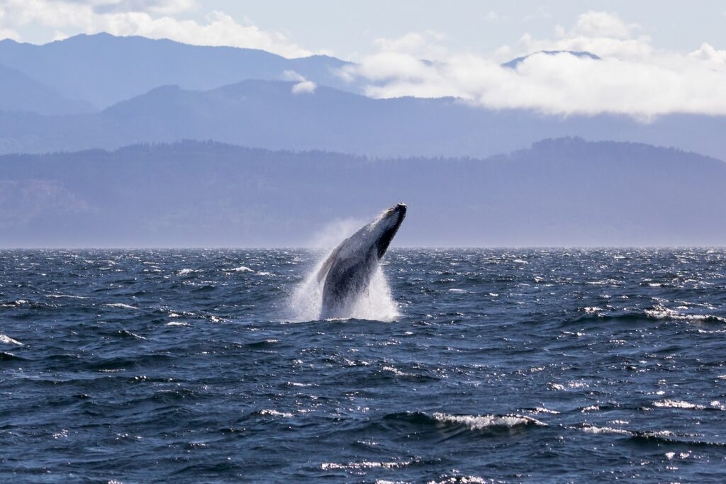 Humpback whale spotted in San Juan Islands