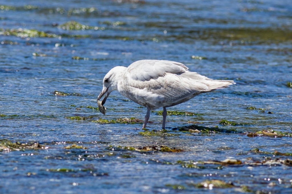 Seagull spotted in Victoria