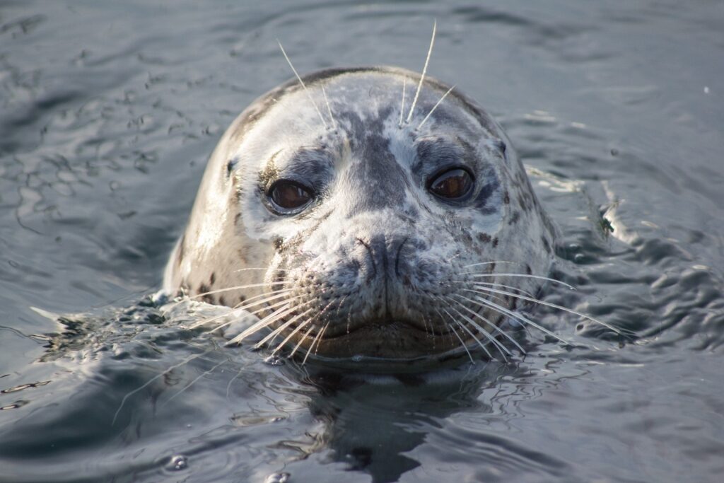 Harbor seal spotted in Victoria