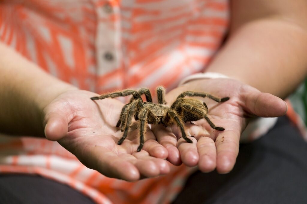 Person holding tarantula