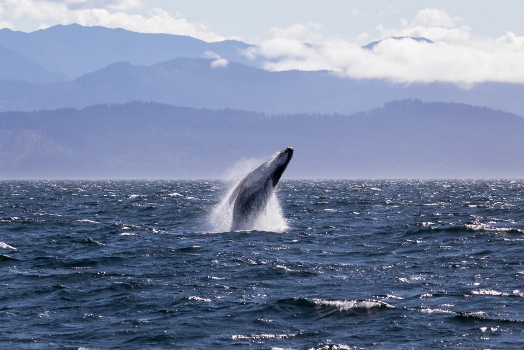 Humpback whale spotted in Victoria