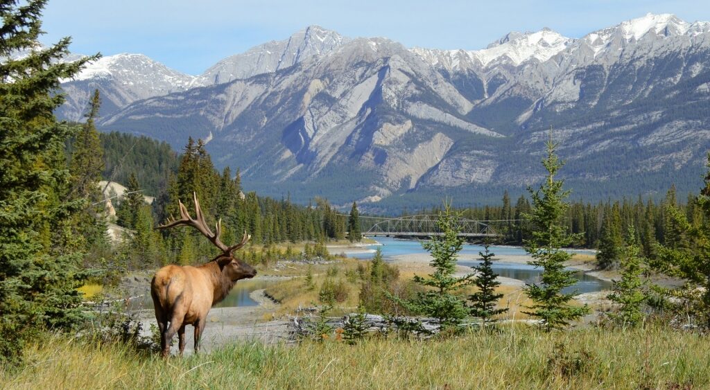 Elk spotted in Jasper National Park