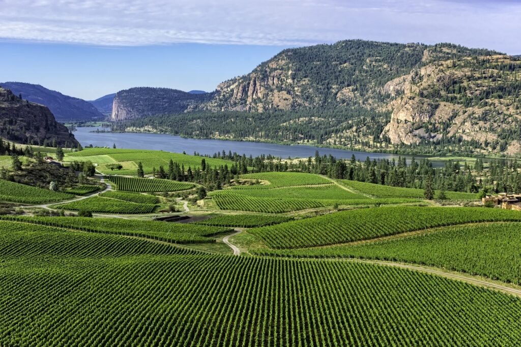 Vineyard in Okanagan Valley